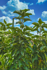 June 20, 2021 – Photo of columnar apple trees. The trees were planted in New Jersey and are thriving in the Spring Season, and are ready for the Summer Season.