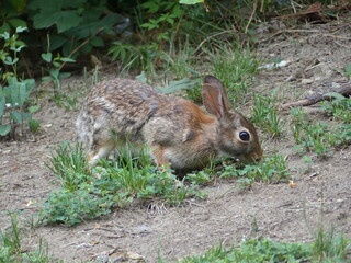 rabbit