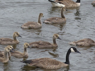 Fototapeta premium geese family
