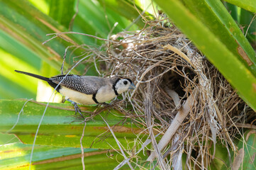 birds double barred finch in nest on the banks of the Gregory river Queensland, Australia.