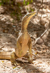  Sand monitor lizard in far outback Queensland, Australia.
