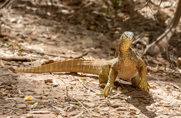  Sand monitor lizard in far outback Queensland, Australia.