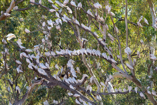 Large flock of little corellas in far Western Queensland.