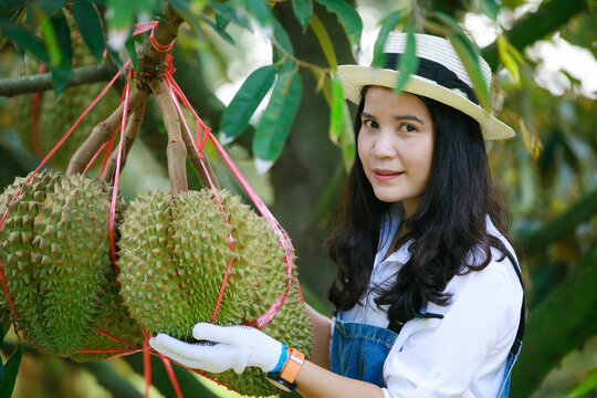 Asian Farmer with her durian fruit during harvesting 