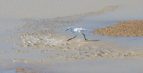 birds white egrets chasing fish on the Flinders river Queensland.