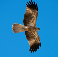 Black kite in flight.