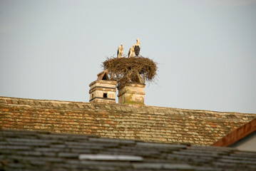 Storks in nest on chimney of house in Rust, Burgenland