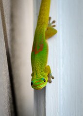 St. Denis lizard