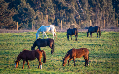 horses on the field