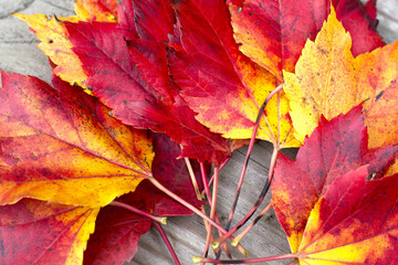 Fall leaves on wooden surface background . Red and yellow leaves bouquet. 