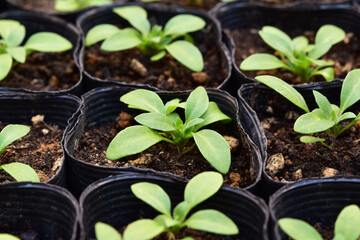 ペチュニアのポット苗