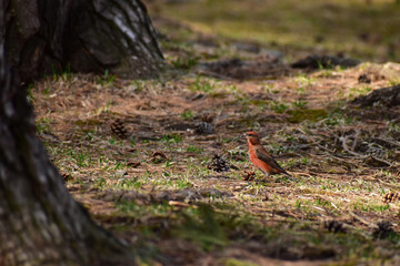 松ぼっくりを食べに地面に下りた赤いイスカ