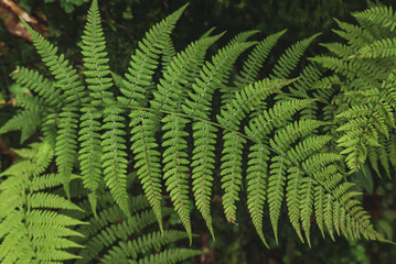 Fototapeta na wymiar Fern leaf background