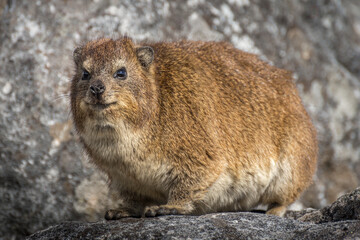 Cape Hyrax