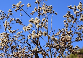 Flores do Cerrado
