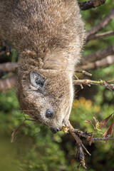 Naklejka premium Inverted Hyrax