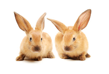 Baby of orange rabbit on white background 