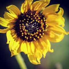 Flowers Are A Girl's Best Friend