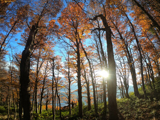 Trees background. The forest in autumn at sunset. View of the mountain tall tree trunks and colorful leaves foliage in fall while the sun hides in the horizon.
