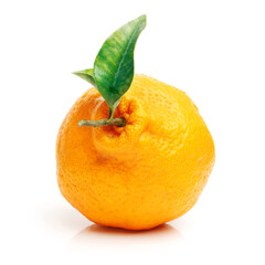 tangerine on a white background 