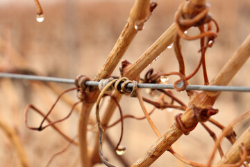 detail of a fig leaf with vineyard in the background. grape cultivation for red wine production