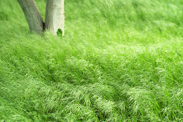 Long grass field with a tree in background