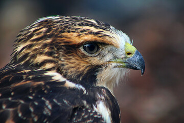 close up of a falcon