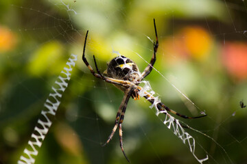 Aranha 