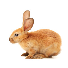 Obraz premium orange rabbit on white background 
