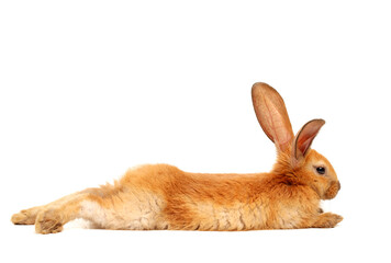 Obraz premium orange rabbit on white background 