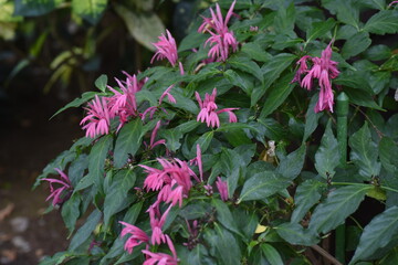Dianthera nodosa flowers. Acanthaceae evergreen perennial tropical plant.