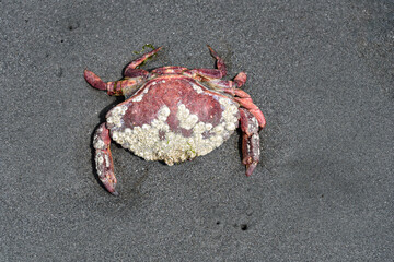 Bright red crab shell with white barnacles on smooth wet gray sand, as a nature background
