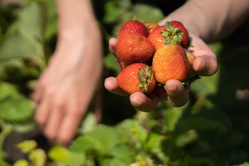 Female hands hold a handful of juicy ripe red strawberries, the girl harvests berries in her garden.