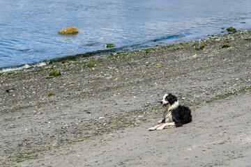 Wet and happy border collie resting on a wet beach after playing hard chasing its ball
