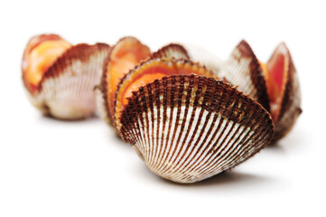 Scapharca subcrenata on white background 