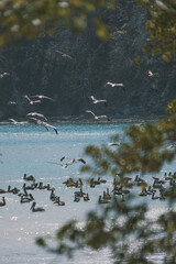 Pélican au bord de plage