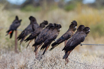 Flock of Red-tailed Black Cockatoo's perched on fence