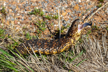 Shingle-back Lizard with mouth open