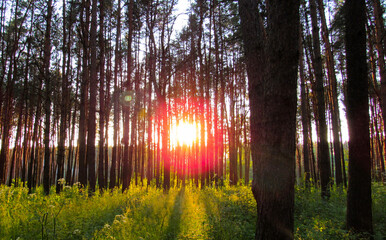 Pine forest with a glare from the sun beam