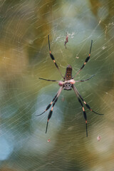 Araignée parc national