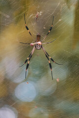 Araignée parc national