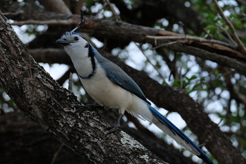 OIseau dans un arbre