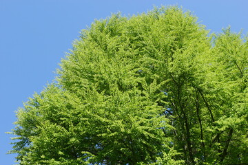 新緑のカツラの大木　青空背景