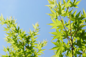 カエデの新緑　青空背景