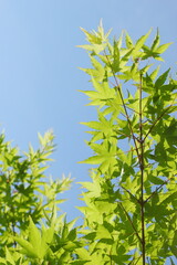 カエデの新緑　青空背景