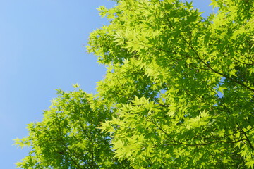 カエデの新緑　青空背景