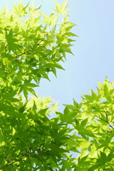 Obraz premium カエデの新緑 青空背景