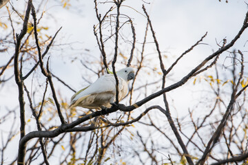 Bird in a tree
