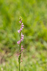 close up of a spiranthes sinensis flower
