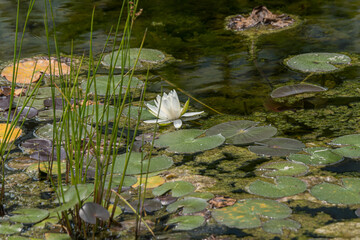 water lily in the pond